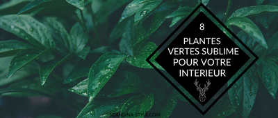 8 Plantes Vertes Sublimes Pour Votre Intérieur